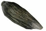 Fossil Sperm Whale (Scaldicetus) Tooth - South Carolina #176149-1